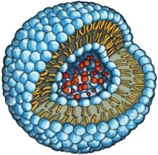 Tiefenwirksame Pflege mit Liposom-Technologie